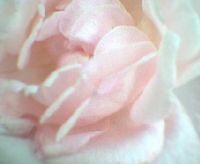 Haco - Howling Rose
