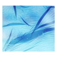 Jolanda Moletta & Karen Vogt - Sea-swallowed Wands