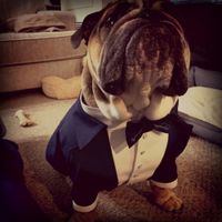 blimeydog - Pitbull