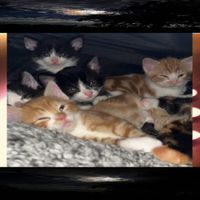 Bradyn Hickey - My Kittens Will Probably Outlive Me and Im Ok W That