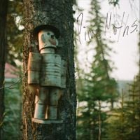 pine moths - Pine Moths