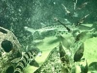 Vista Pacifica - Triakis Semifasciata