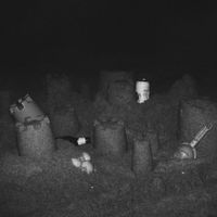 Evalyn - Sandcastle