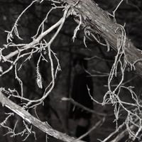 Mercy Necromancy - I Won't Live to Tell You What I Know