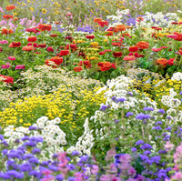 mem - FLOWER GARDEN