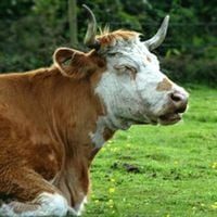 Bull of Heaven - 303: n(k)