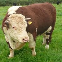 Bull of Heaven - 307: x0(2^18&times;5^18)p