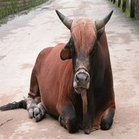 Bull of Heaven - 308: Px0(2^18&times;5^18)p*k