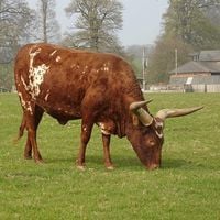Bull of Heaven - 309: &Sigma;Px0(2^18&times;5^18)p*k*k