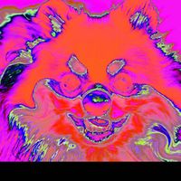 DJ Saint-Hubert - pomeranian hero.jpg