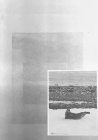 pinniped - between the quiet depth and the open air we surface in slow intervals as if every ascent were a promise to remain close to each other