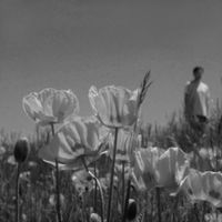 Mark Shiiba - Wildflowers