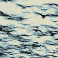 Bellbird - The Call
