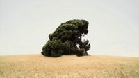 Tyler, The Creator - ZIPLOC