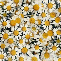 NakamuraEmi - Daisy