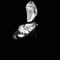Failsafe - Chrysalis
