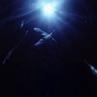 Said The Sky - Wings