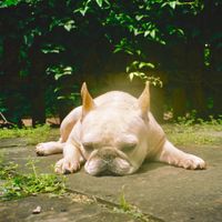 Asher Roth - Mommydog