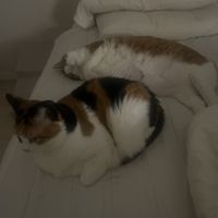 xxffcyuvcui - Cat Tornado Rampage THE MIXTAPE
