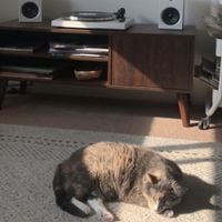 Laughing Matter - unplug the lamp, turn on the fan, open your eyes.
