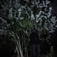 Planty X - Nocturnal Songs