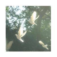 AKdove - Doves Dont Cry.