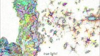 social darwinism - true light emotional mix