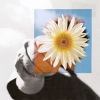 Charlie Noordewier - Little Miss Sunshine