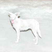 &Atilde;o - Malandra