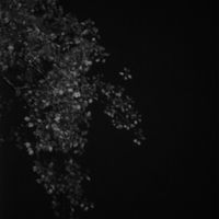 Crystal Lotus - Apathy / Dissonance