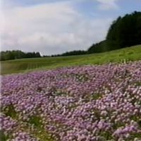 セカムの - 花