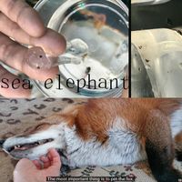seb - Sea Elephant & The Most Important Thing Is To Pet The Fox.