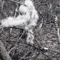 Sparrows - Cold Ground