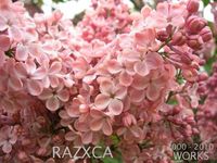 Razxca - Works (2000-2010)