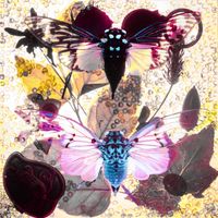 LAIKA - White Cicada