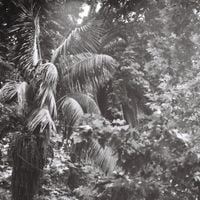Iguana Garcia - Barulho No Jardim de Inverno
