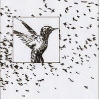 Scott James - Hummingbird