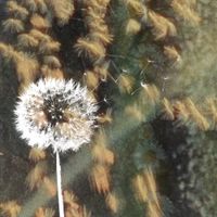 Silent Collision - Dandelion