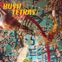 Bush Tetras - There Is A Hum
