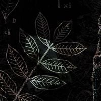 Opals - dendron