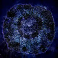 Blue Wind Echo - Decaying of Interstellar Extremophile