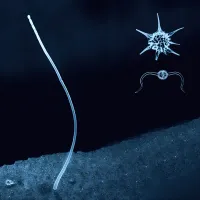 Blue Wind Echo - Plankton Scale