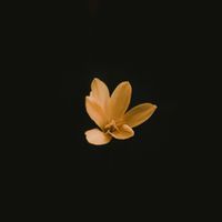 plastic owl - Shade