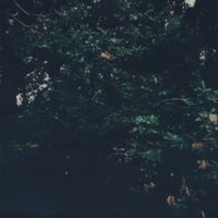 sea + i - drone for a flower i knew
