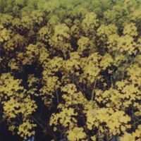 Ian Hawgood - Suzu