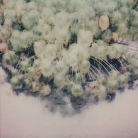 Ian Hawgood - memory blossom / never too late