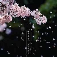 ケツメイシ [Ketsumeishi] - sakura