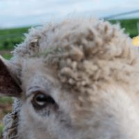 No.MEN - BAA, AS THE SHADOWS LOOM
