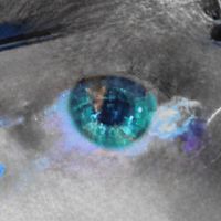 Ben Wolfe - Cold Eyes
