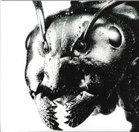 Cubanate - Live Brutalism
